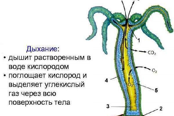 Кракен маркетплейс официальный сайт