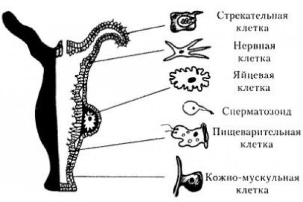 Даркнет зеркало