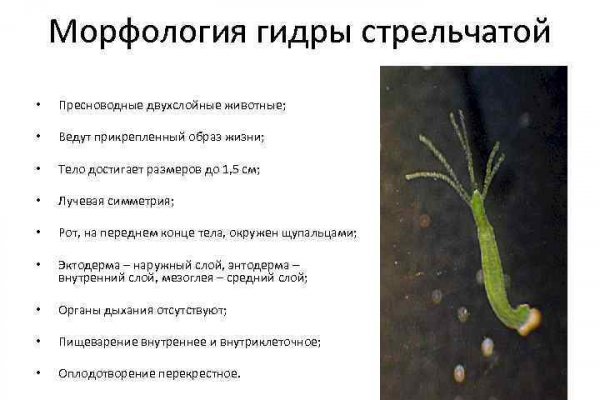 Кракен зеркало тор